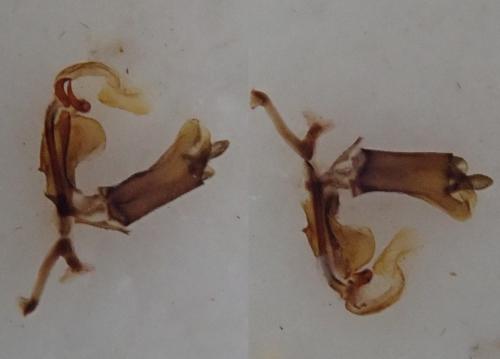 Cixius distinguendus
